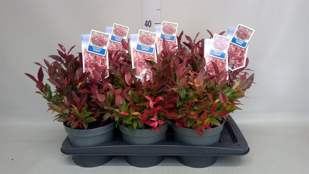Leucothoe Zeblid 17Ø 30cm