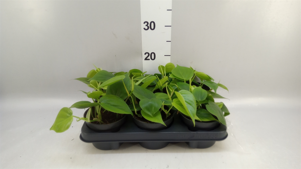 Philodendron Scandens 12Ø 25cm