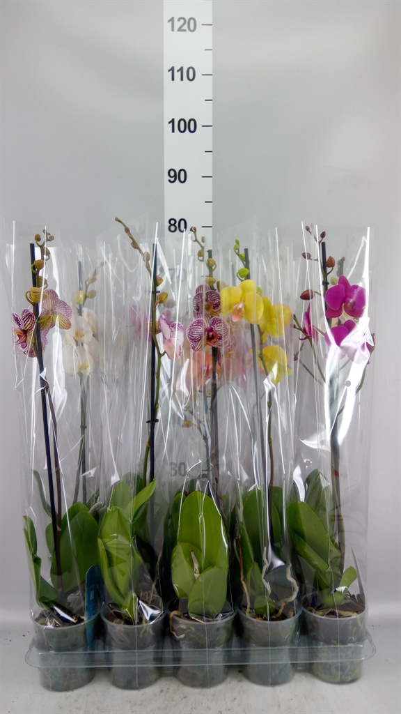 Phalaenopsis Mix 5 Colours 12Ø 55cm 1st