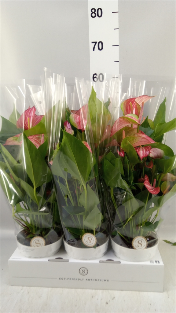 Anthu A Livium Red 14Ø 50cm