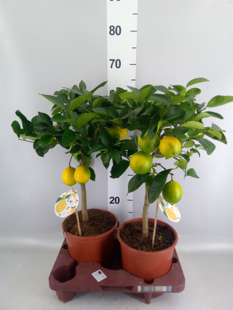 Citrus Meyer 19Ø 65cm