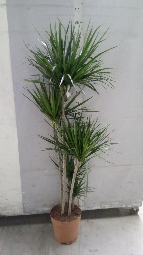 Dracaena 30Ø 190cm