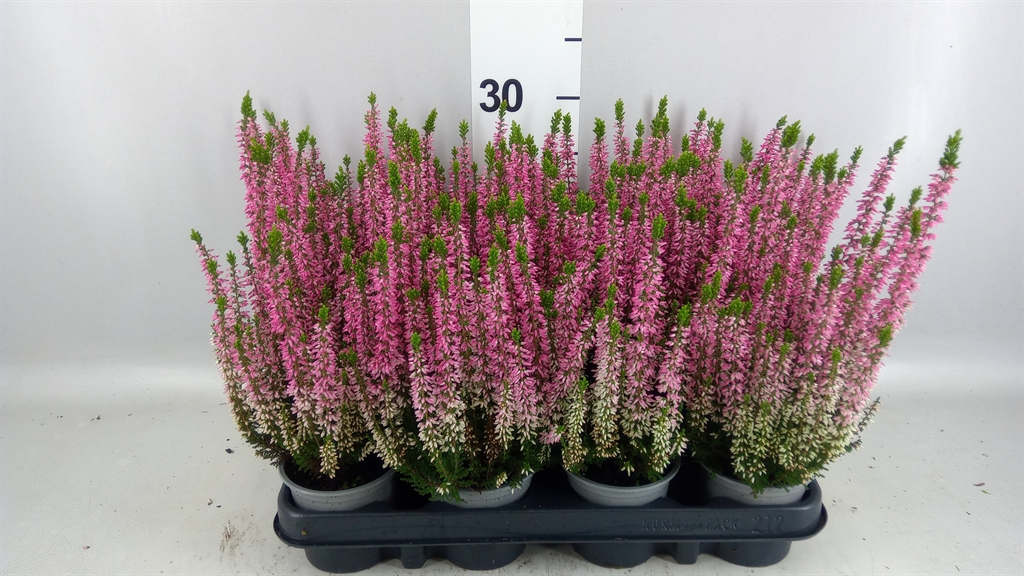 Calluna Beauty Ladies Michelle 9Ø 20cm