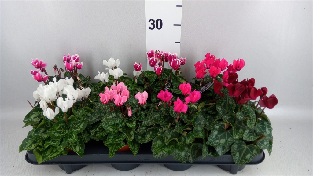 Cyclamen Mini Garden 10Ø 25cm