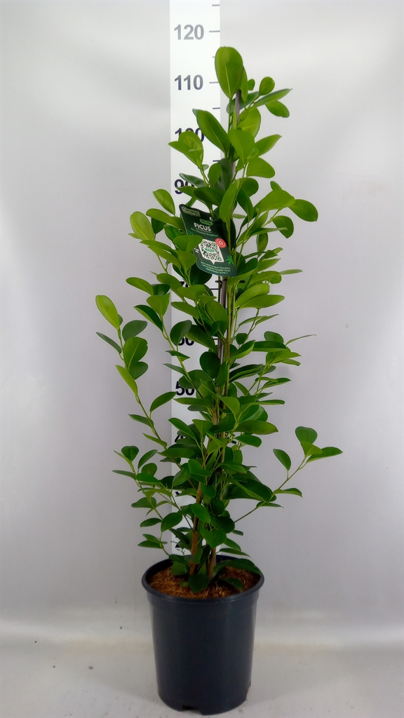 Ficus Microcarpa Moclame 21Ø 105cm