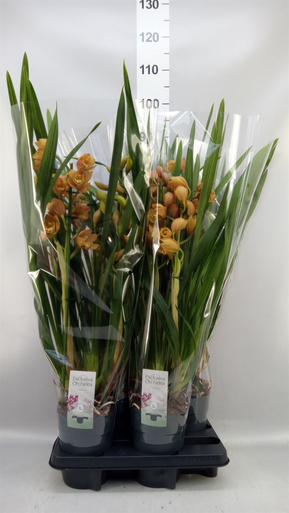 Cymbidium Ov