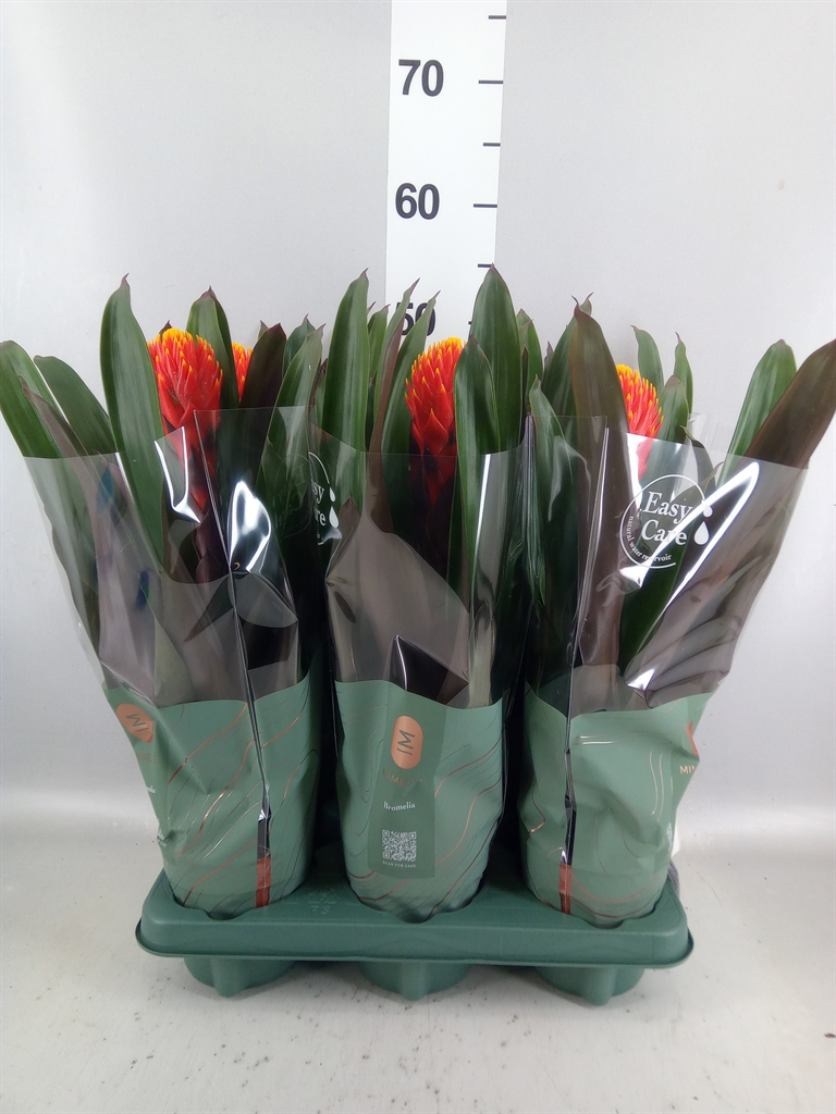 Guzmania Tala 12Ø 43cm