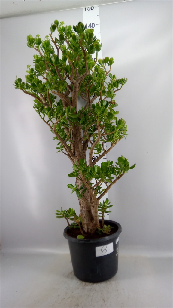 Crassula Ovata 32Ø 130cm