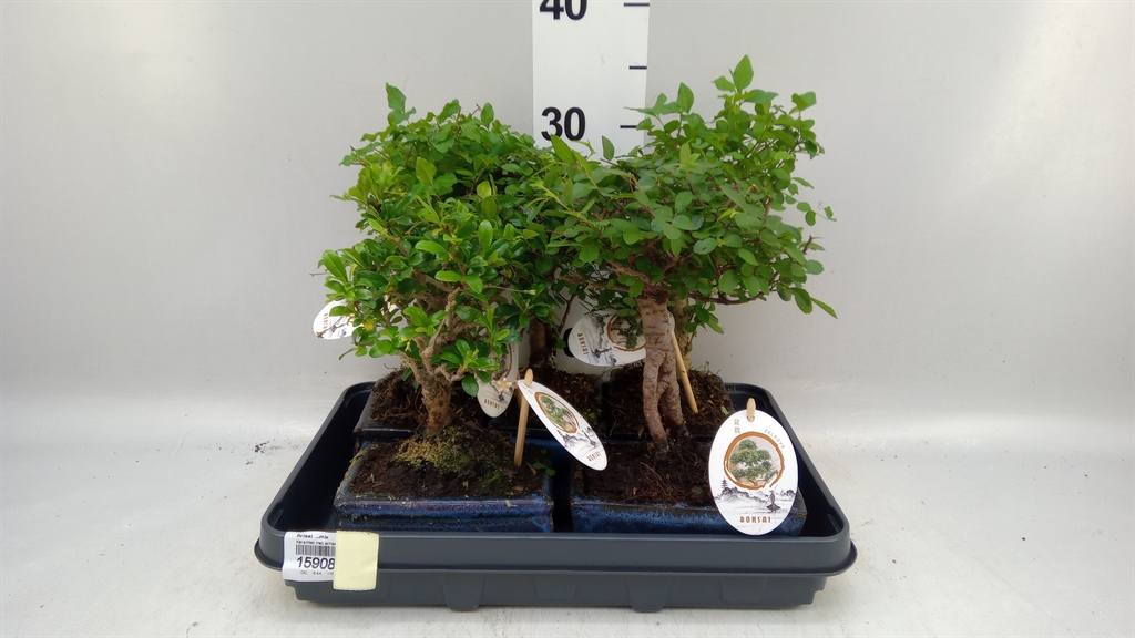 Bonsai Mix 15Ø 20cm