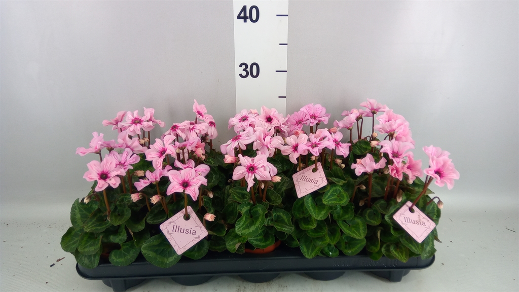 Cyclamen Persicum Illusia 9Ø 18cm