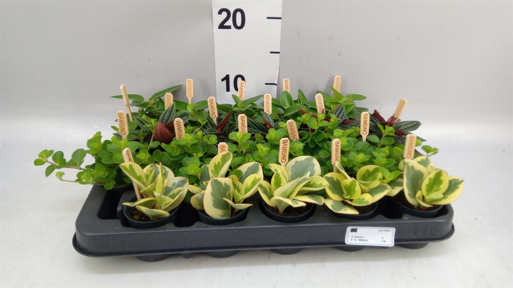 Peperomia Mix 5Ø 10cm