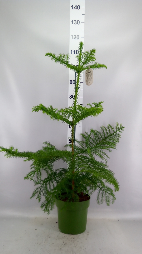 Araucaria Heterophylla 21Ø 80cm