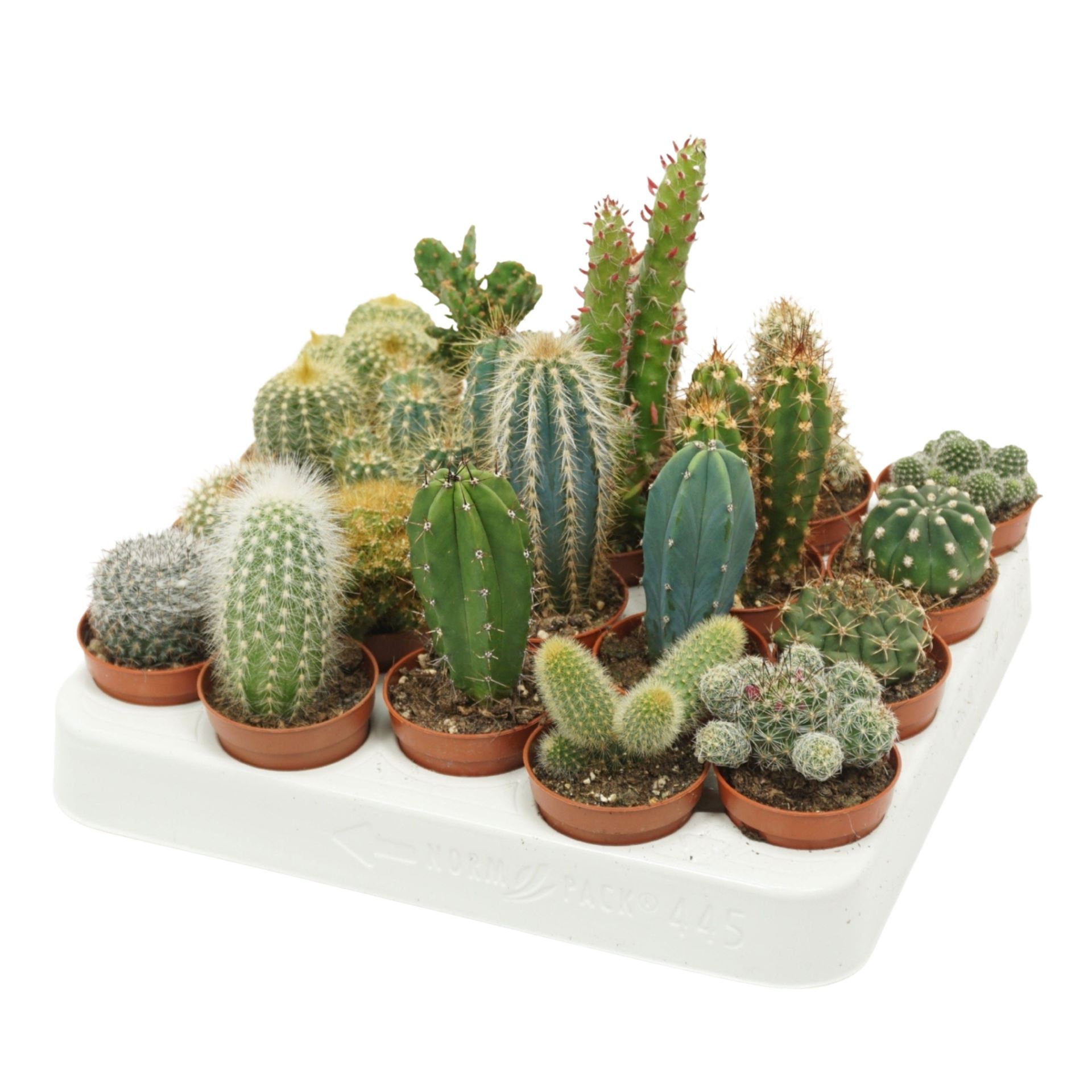 Cactus Mix 5Ø 8cm