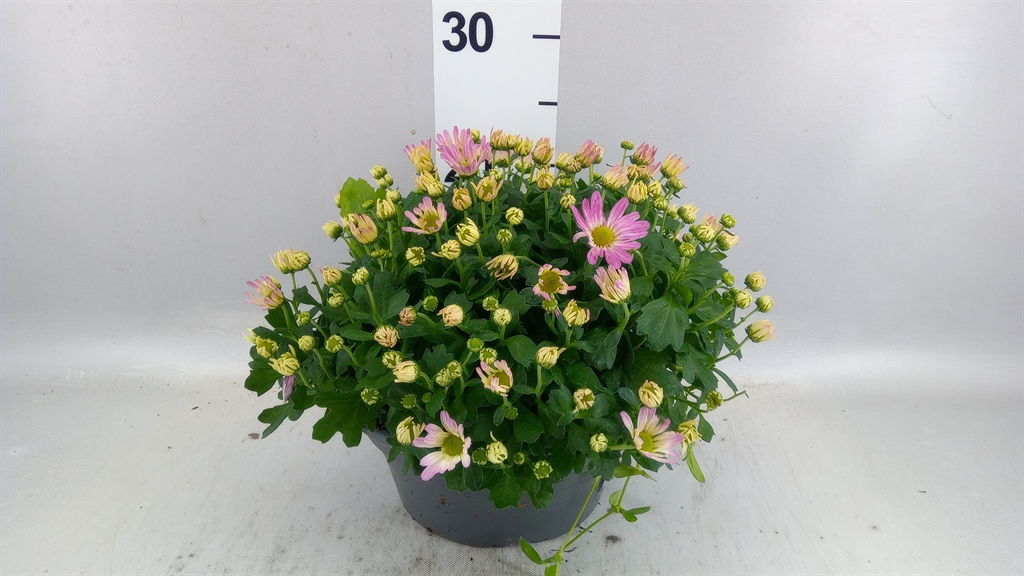 Chrysanth Jasoda Dark Pink 23Ø 35cm
