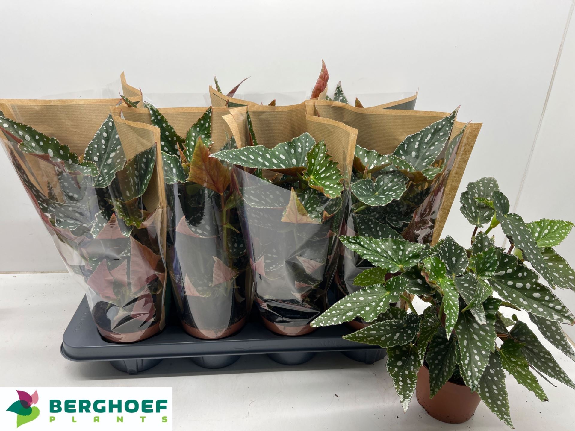 Begonia Foliage Maculata Spotlight Green 12Ø 30cm