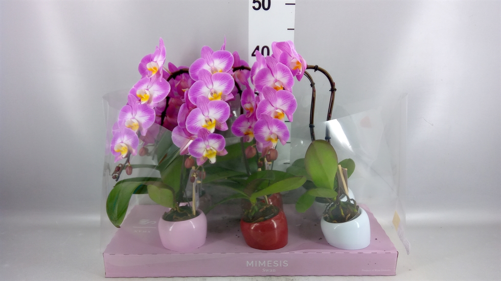 Phal Ov 7Ø 35cm