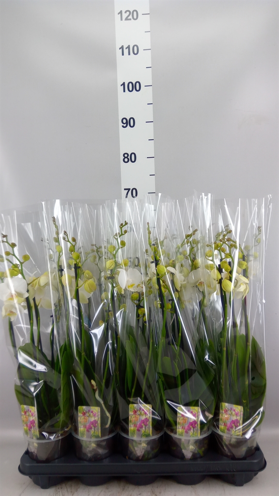 Phalaenopsis Inverness 12Ø 60cm 4st