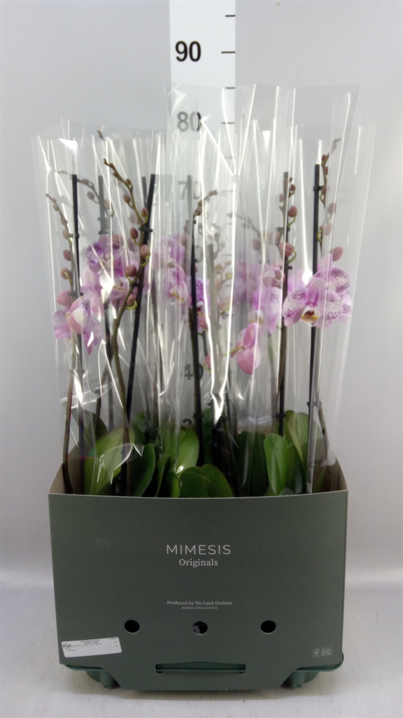 Phal Ov Roze 12Ø 70cm