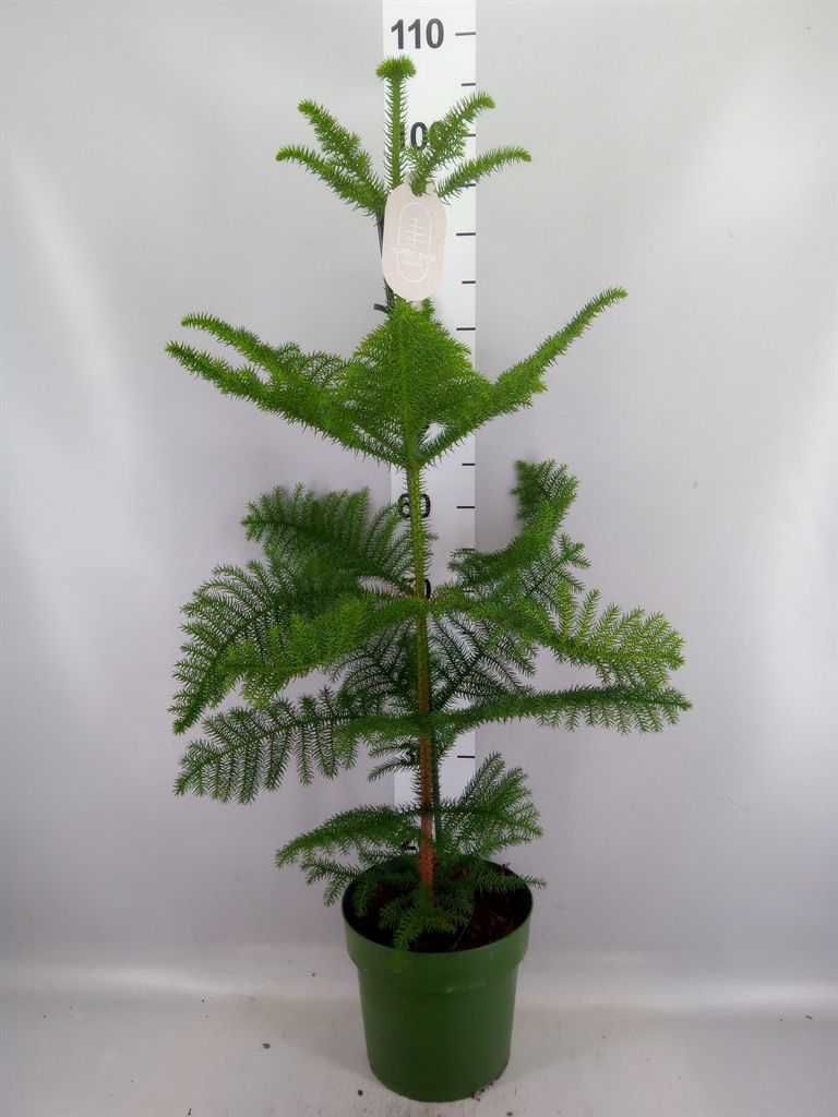 Araucaria Heterophylla 21Ø 80cm