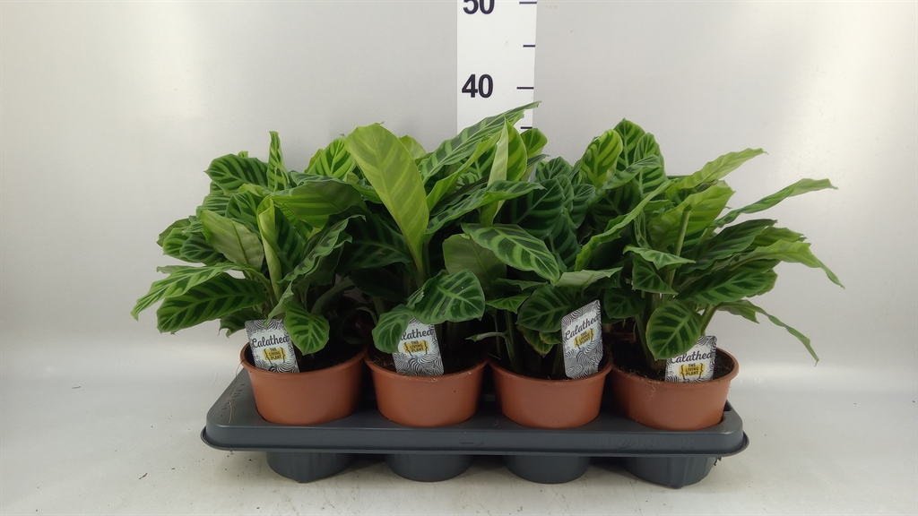 Calathea Zebrina 14Ø 30cm