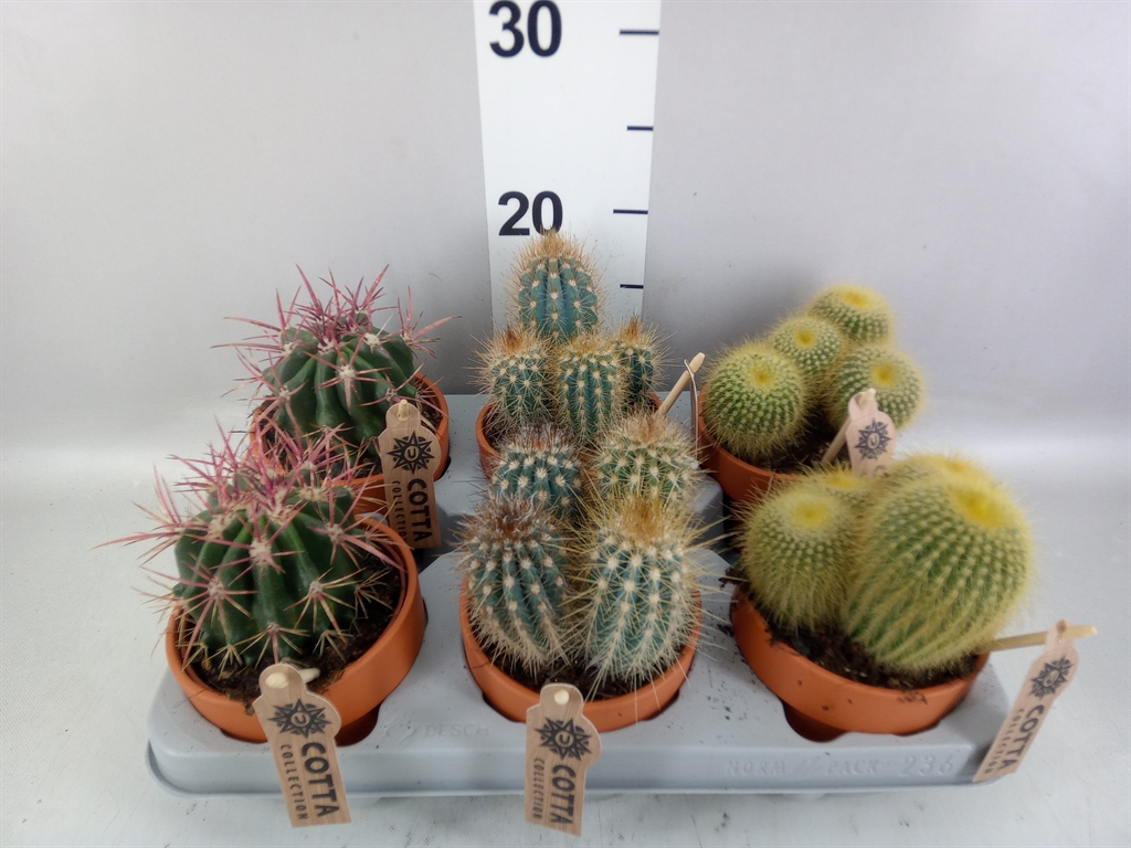 Cactus Mix 10Ø 20cm
