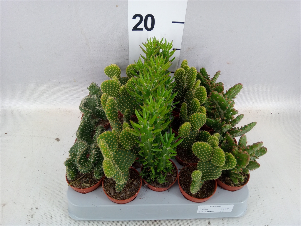 Opuntia 505Ø