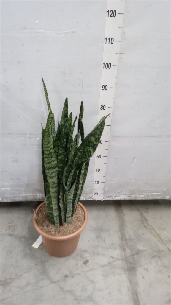 Sansev Black Coral 30Ø 95cm