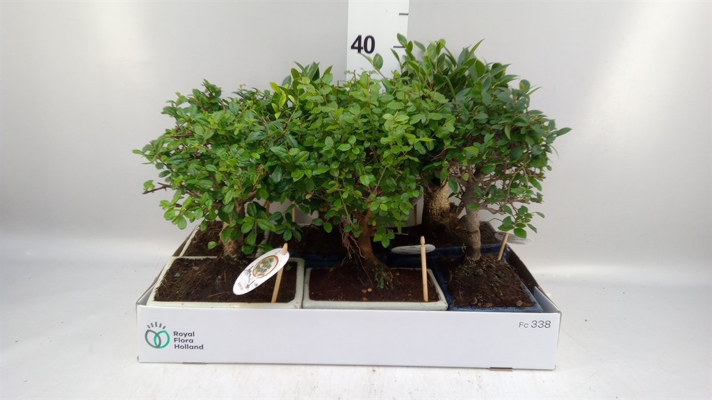 Bonsai Mix 20Ø 30cm