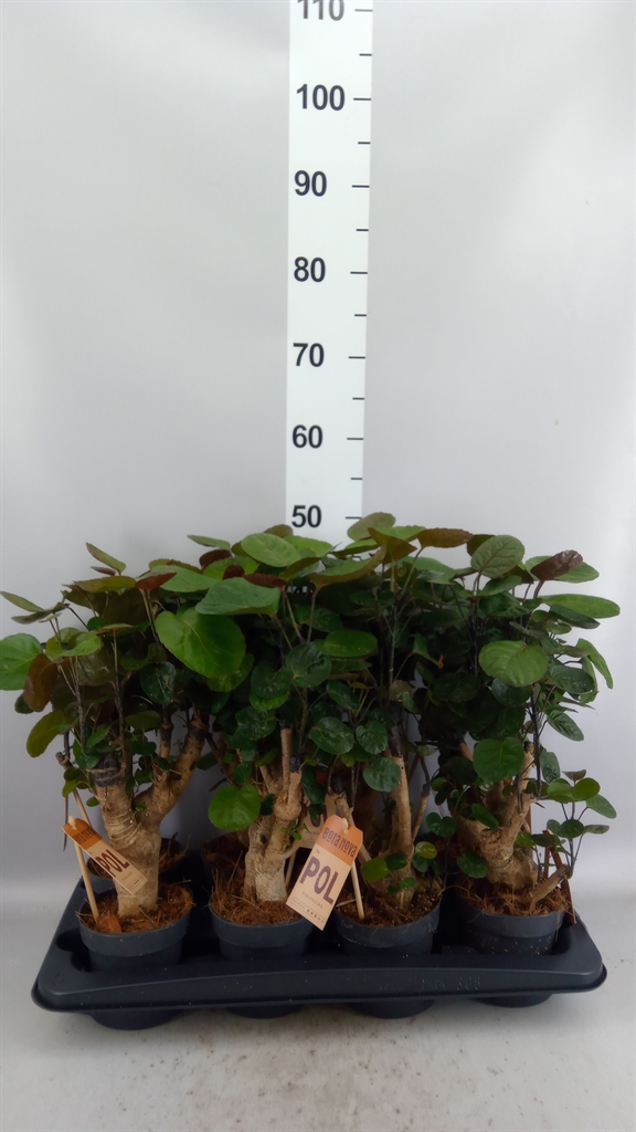 Polyscias Fabian 12Ø 45cm