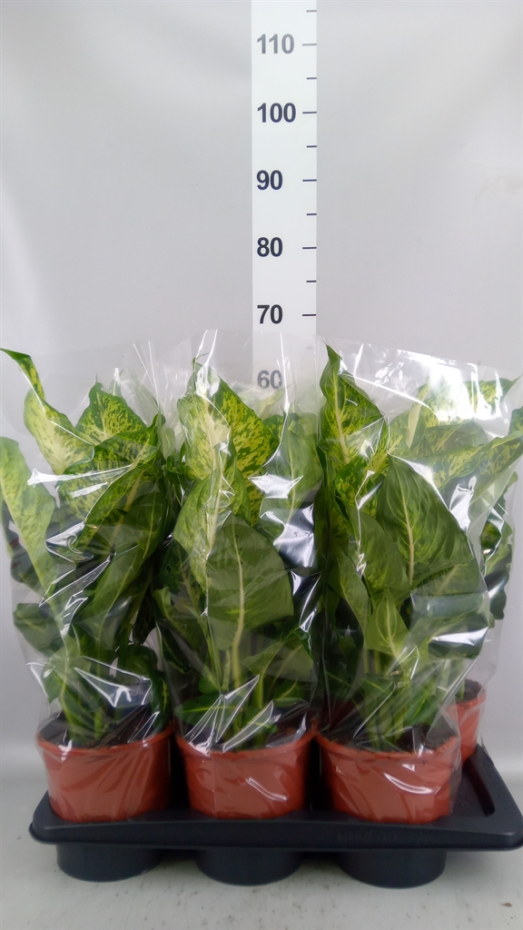 Dieffenbachia Mars 17Ø 55cm