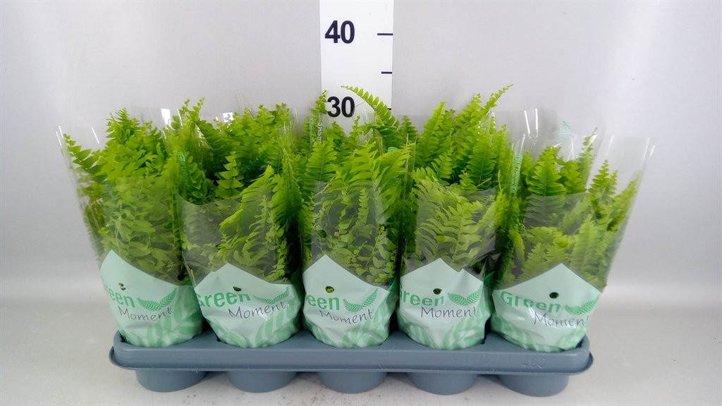 Nephrolepis Green Moment 12Ø 40cm