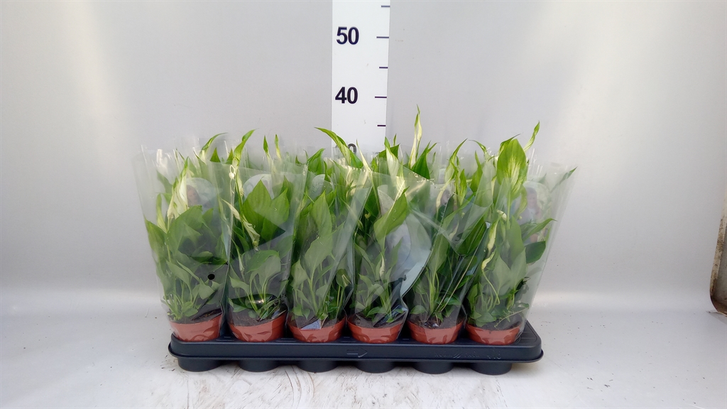 Spath Chopin 9Ø 30cm