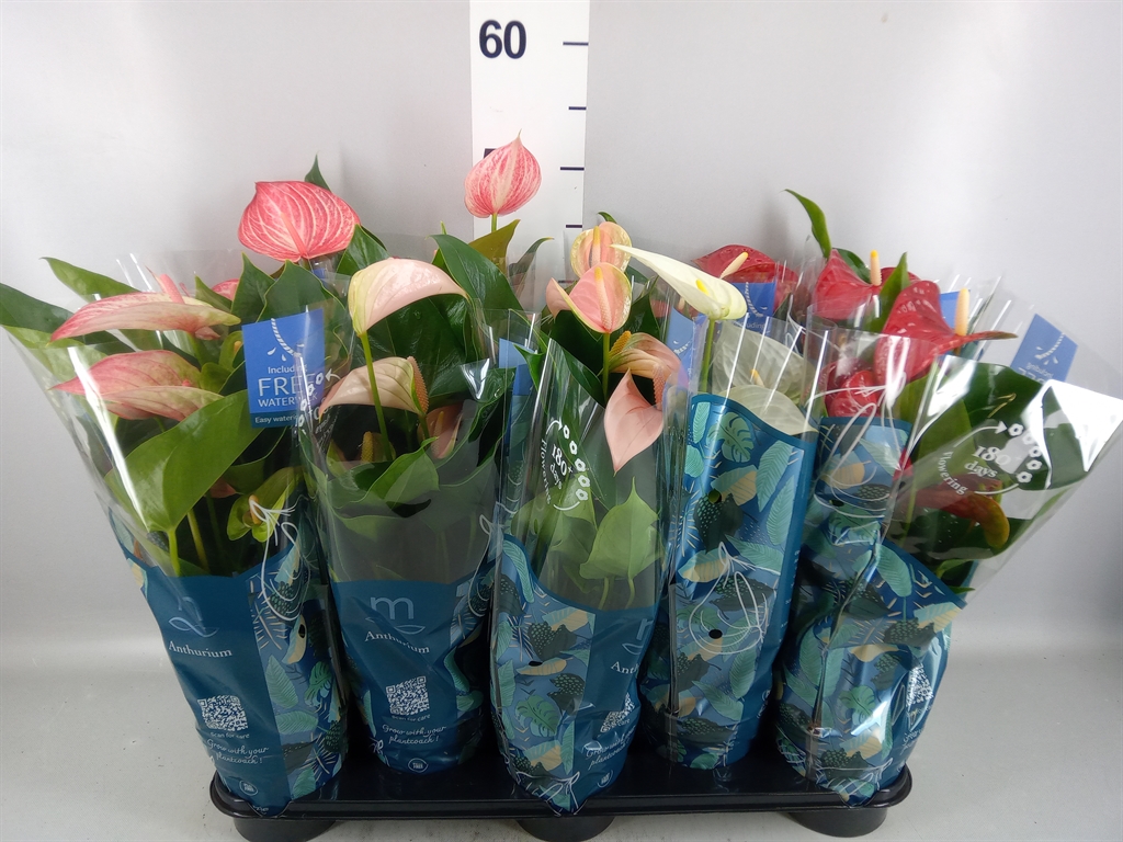 Anthu An Gemengd 12Ø 43cm