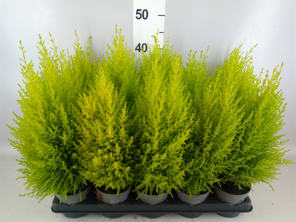 Cupressus Goldcrest Wilma 11Ø 40cm