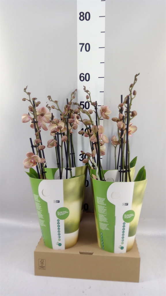 Phalaenopsis Varese 12Ø 50cm 4st