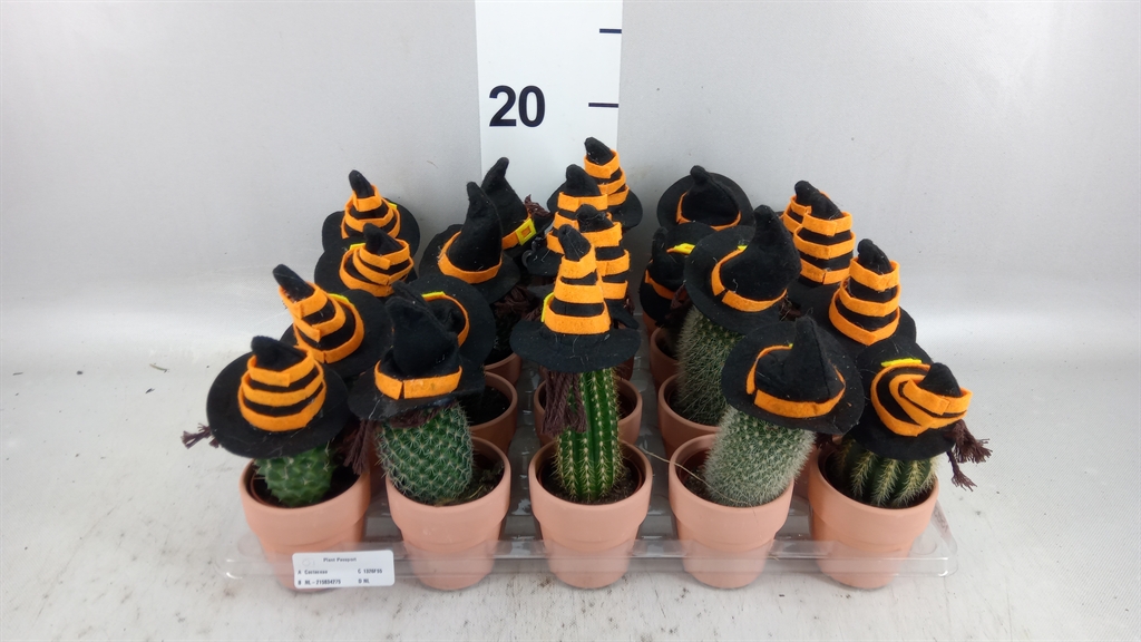 Cactus Mix 5Ø 10cm