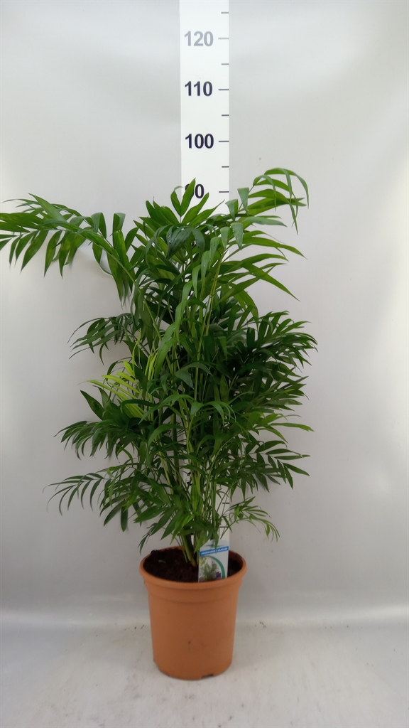 Chamaed Elegans