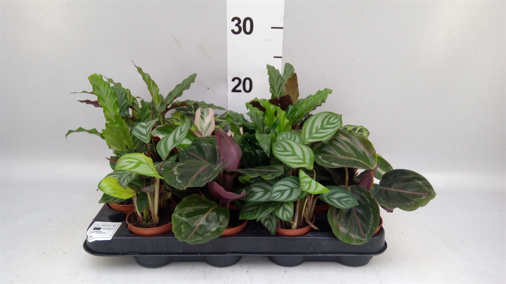 Calat Gemengd 7Ø 15cm