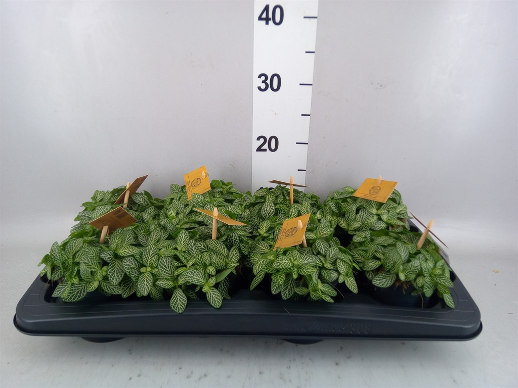 Fittonia Verschaffeltii 10Ø 15cm