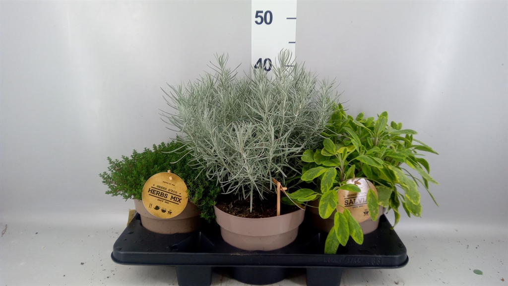 Garden Herbs Mix 19Ø 30cm