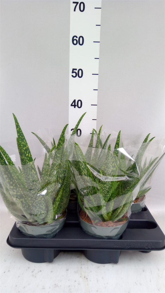 Aloe Vera 14Ø 30cm