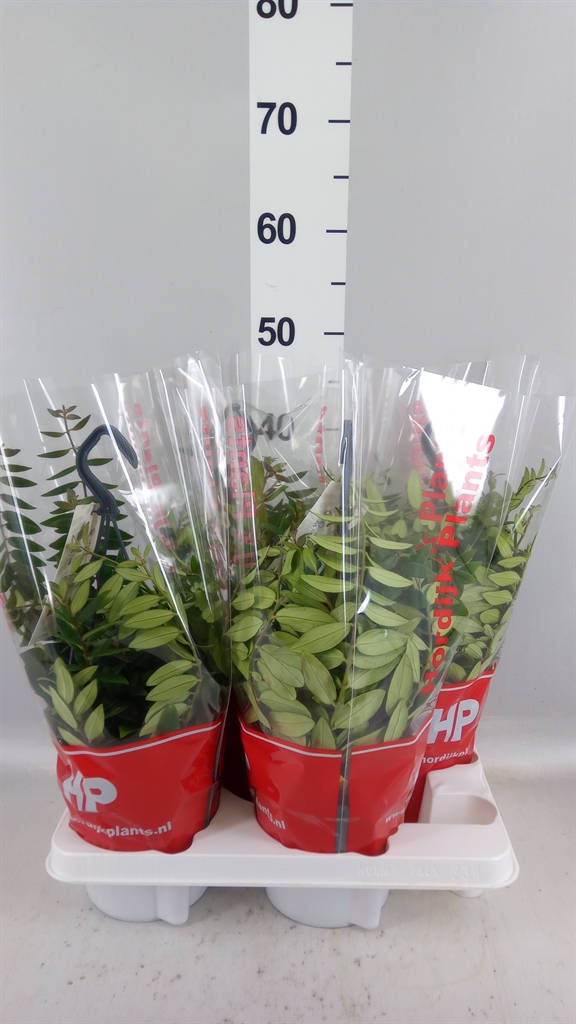 Aeschynanthus Caro Improved 15Ø 35cm