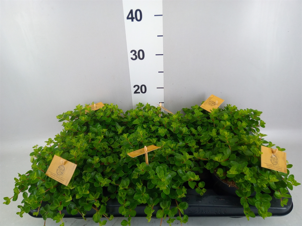 Peperomia Rotundifolia 12Ø 20cm