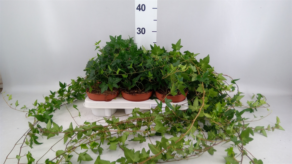 Hedera Helix Shamrock 13Ø 80cm