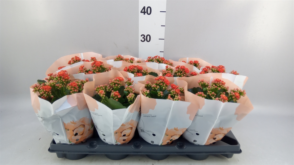 Kalanchoe Double More Flowers Augusta 10Ø 25cm