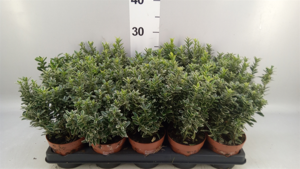 Euonymus Jap Micr.al 11Ø 25cm