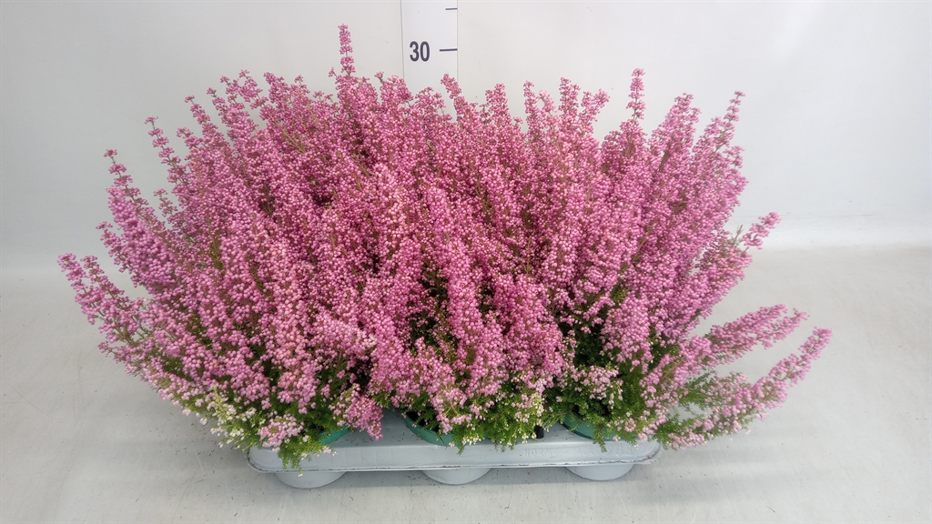 Erica Gracilis Beauty Queen Sylvia 11Ø 35cm