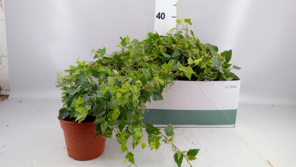 Hedera Helix Tamara 13Ø 25cm