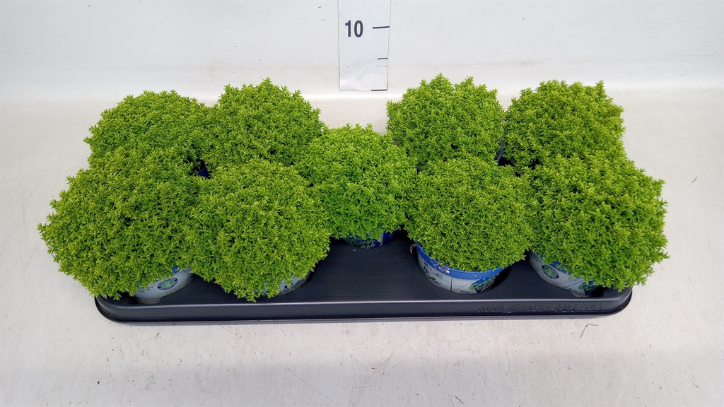 Hebe Emerald Grem 12Ø 20cm