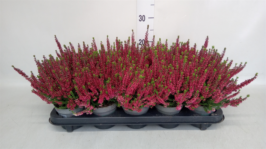 Calluna Vulgaris Beauty Ladies Sissi 11Ø 25cm